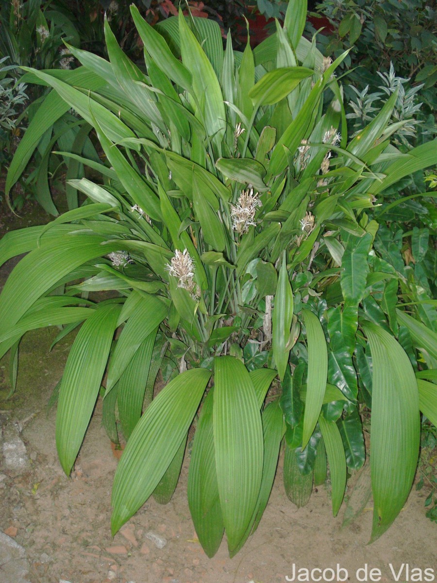 Dracaena aubryana Brongn. ex É.Morren